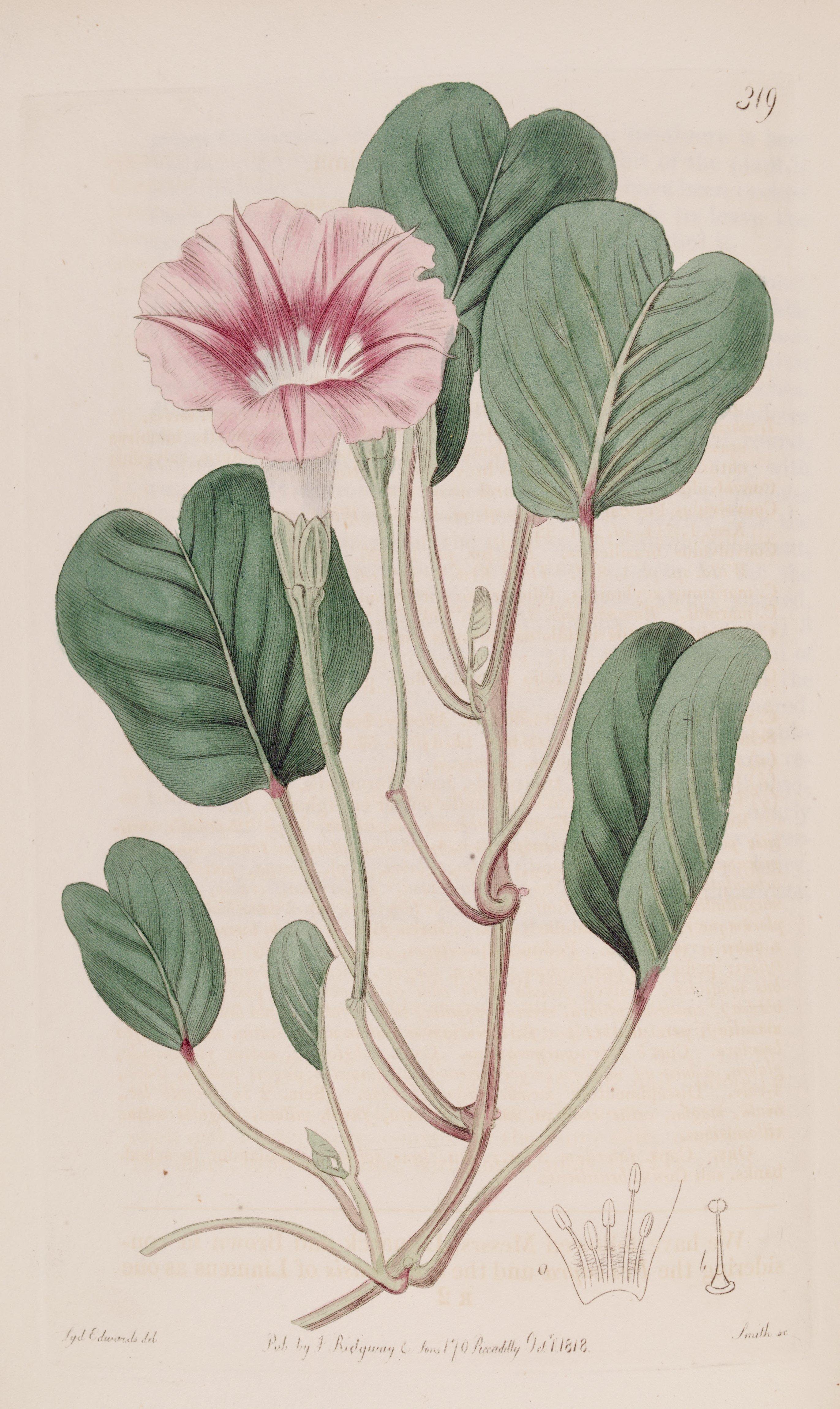 no full size  illustration available (3a)