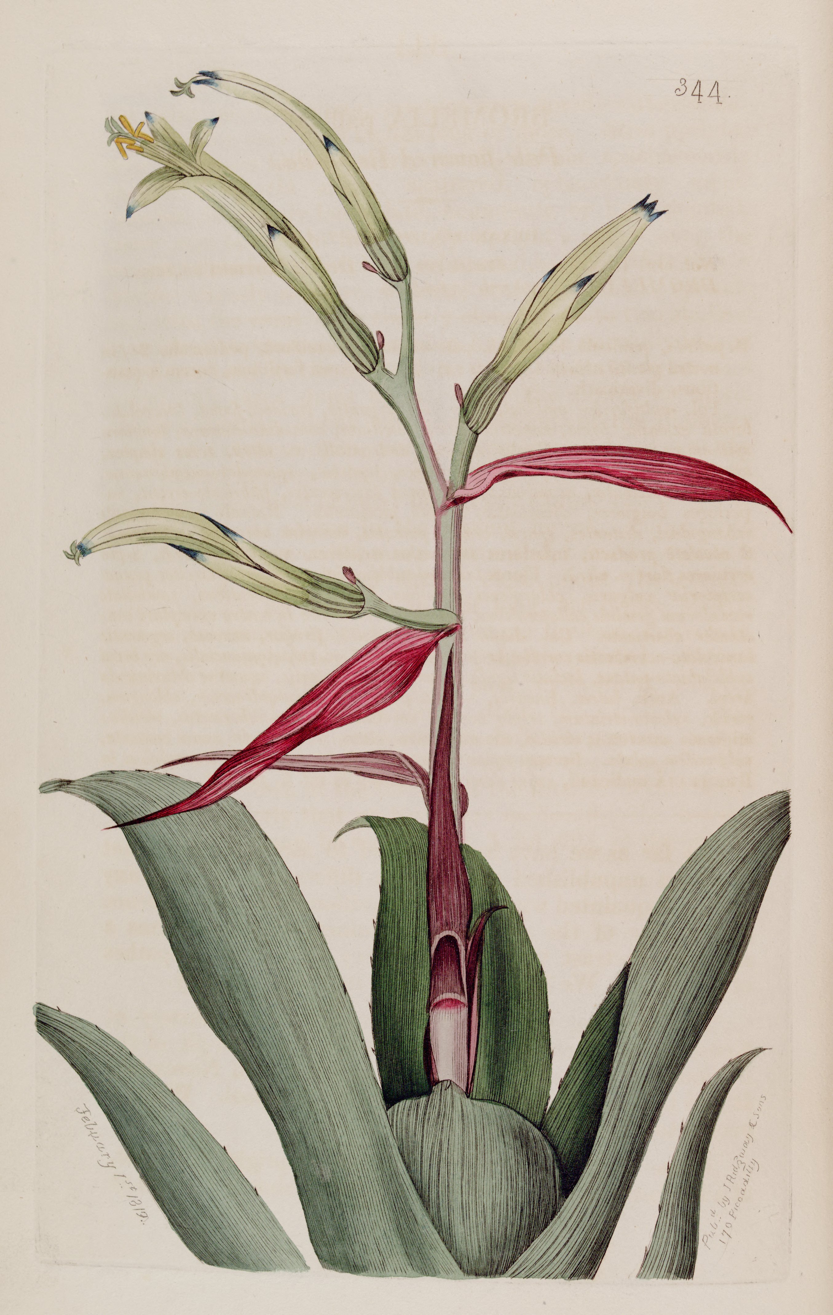 no full size  illustration available (3a)