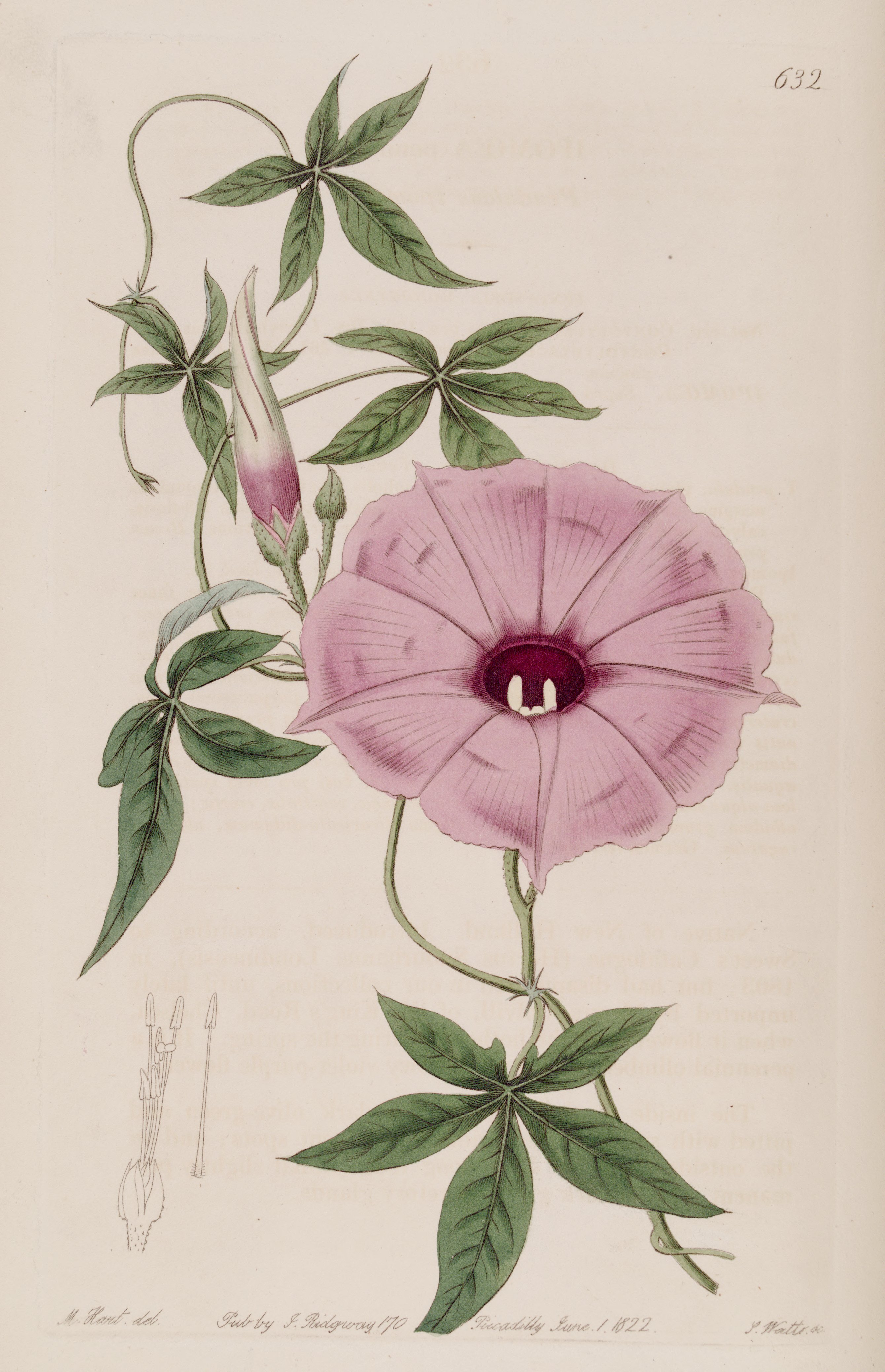 no full size  illustration available (3a)