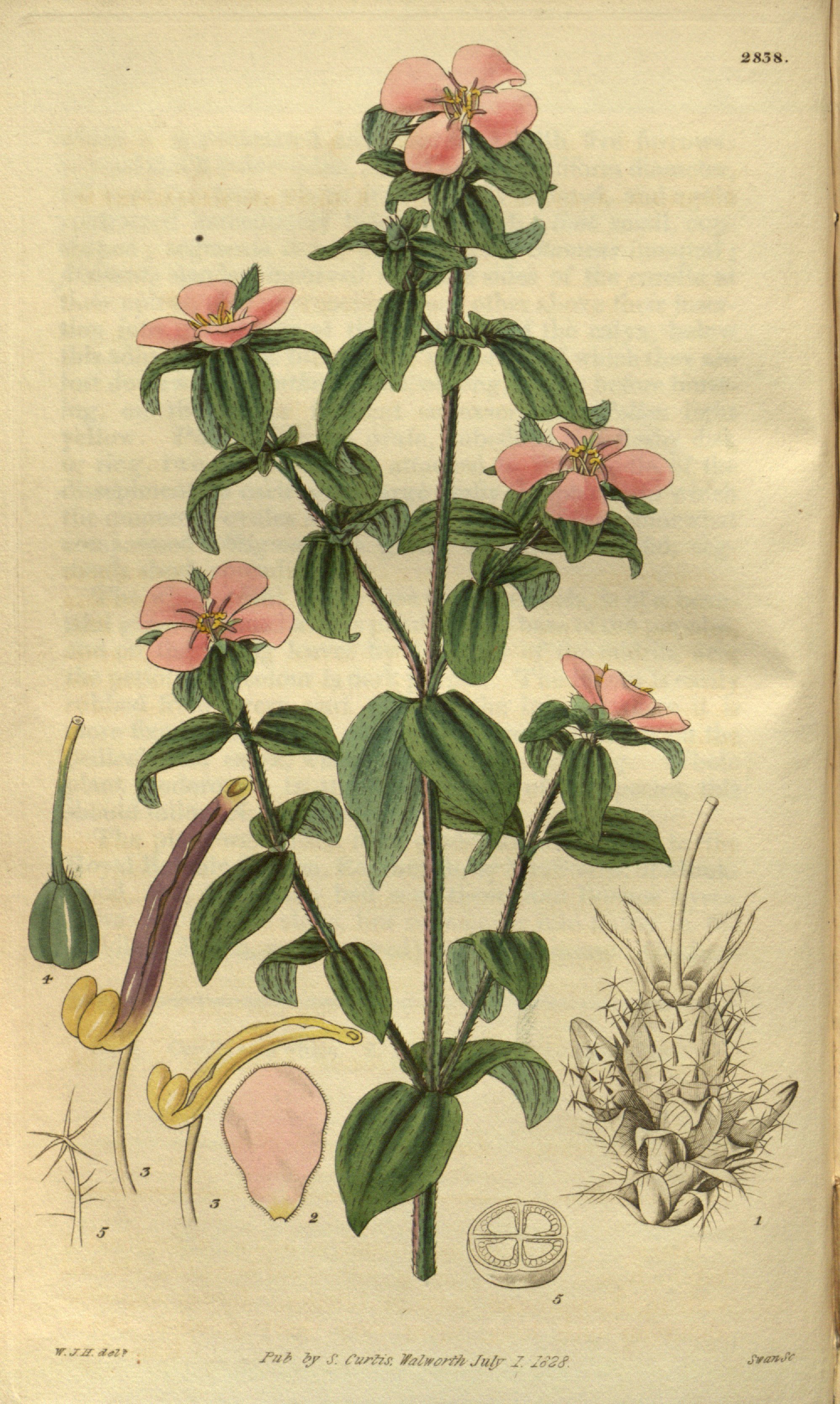 no full size  illustration available (3a)