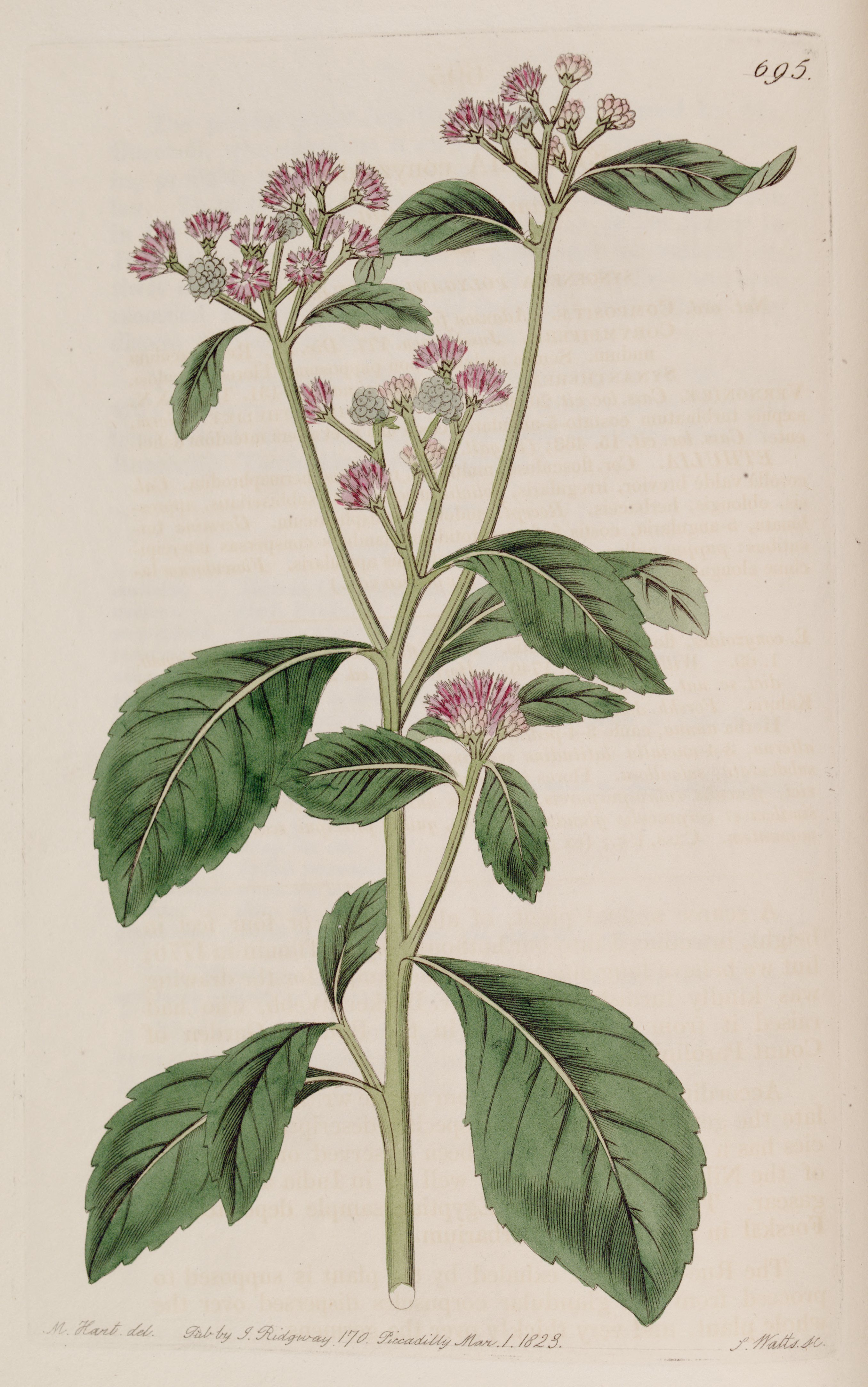 no full size  illustration available (3a)