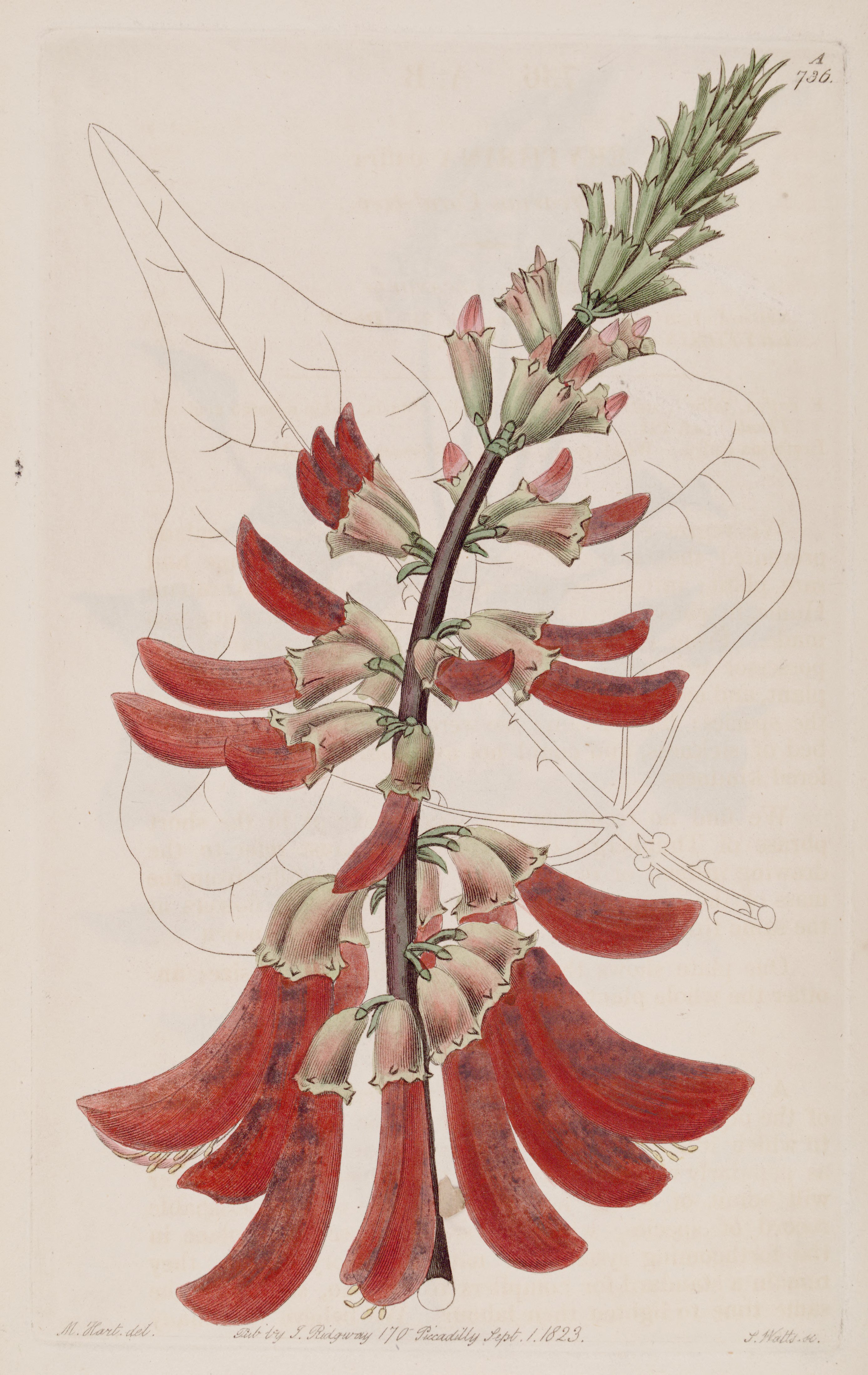 no full size  illustration available (3a)