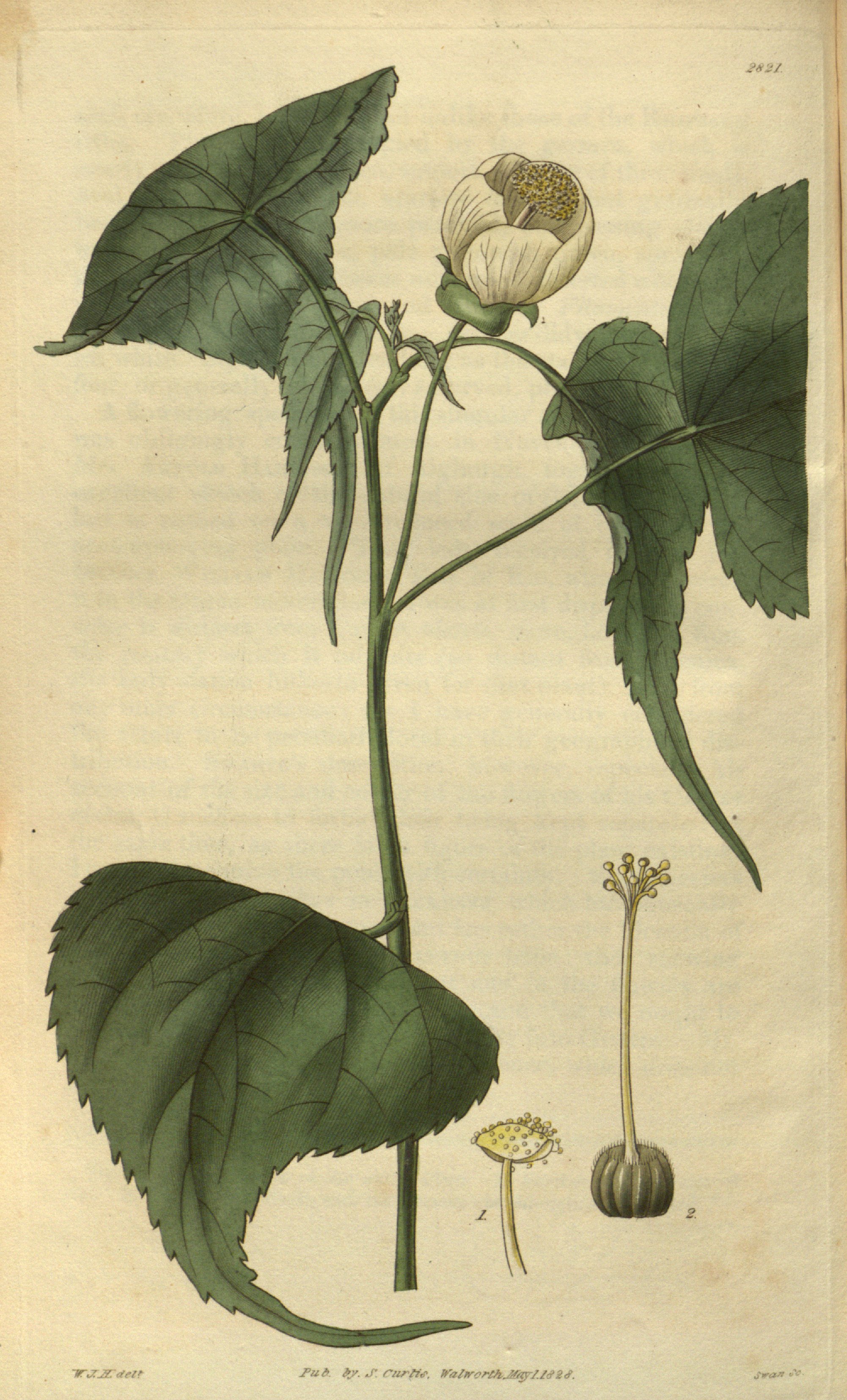 no full size  illustration available (3a)