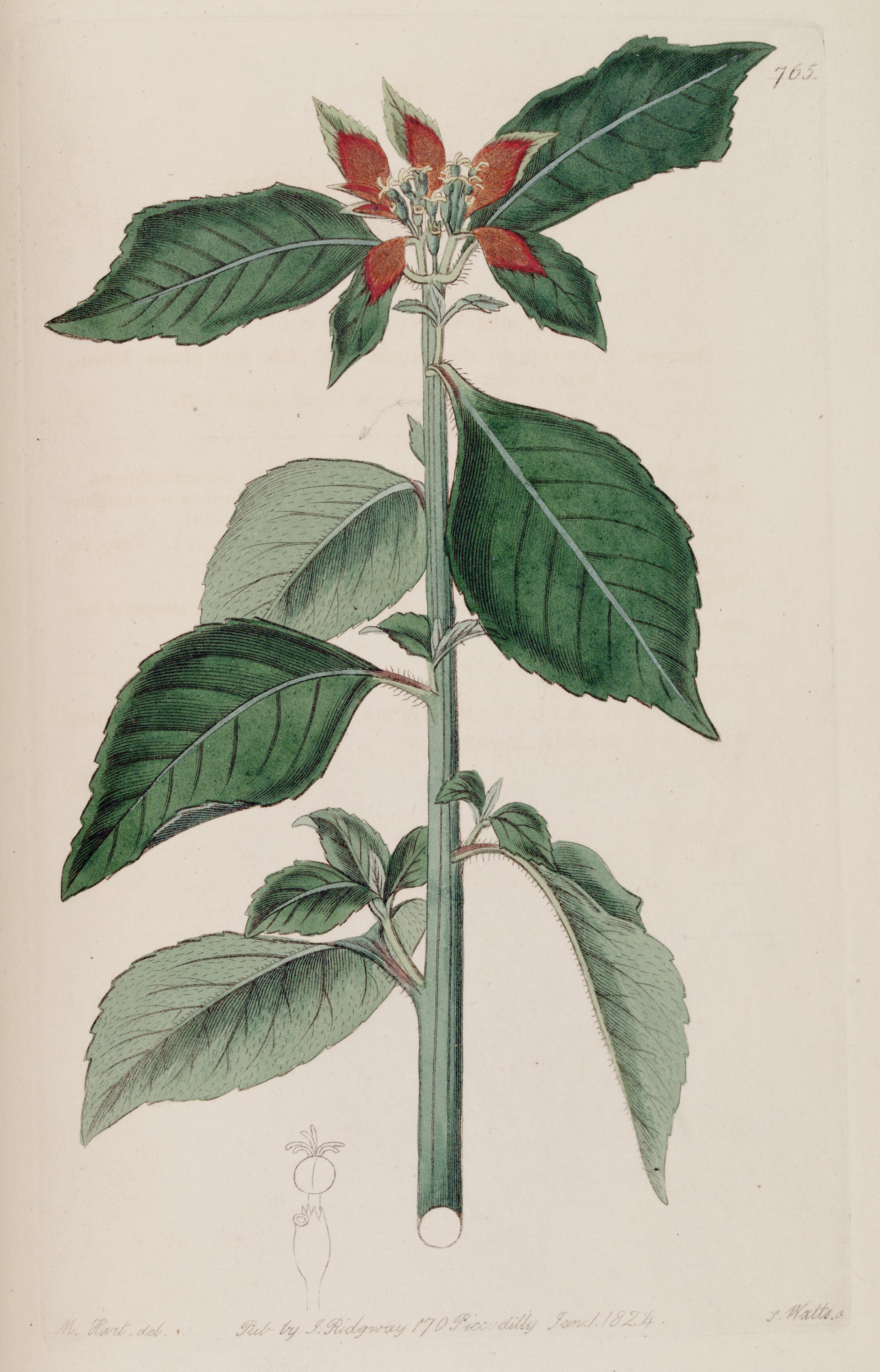 no full size  illustration available (3a)