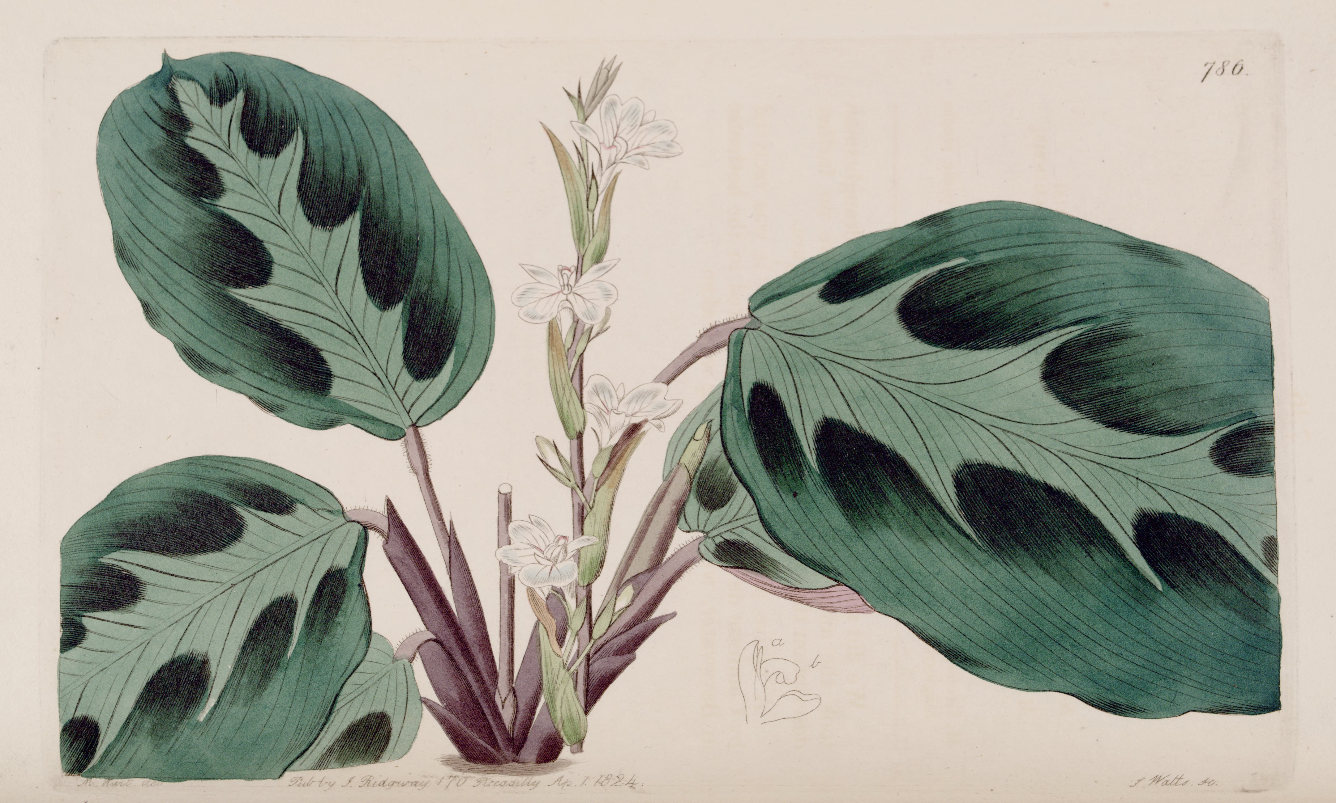 no full size  illustration available (3a)