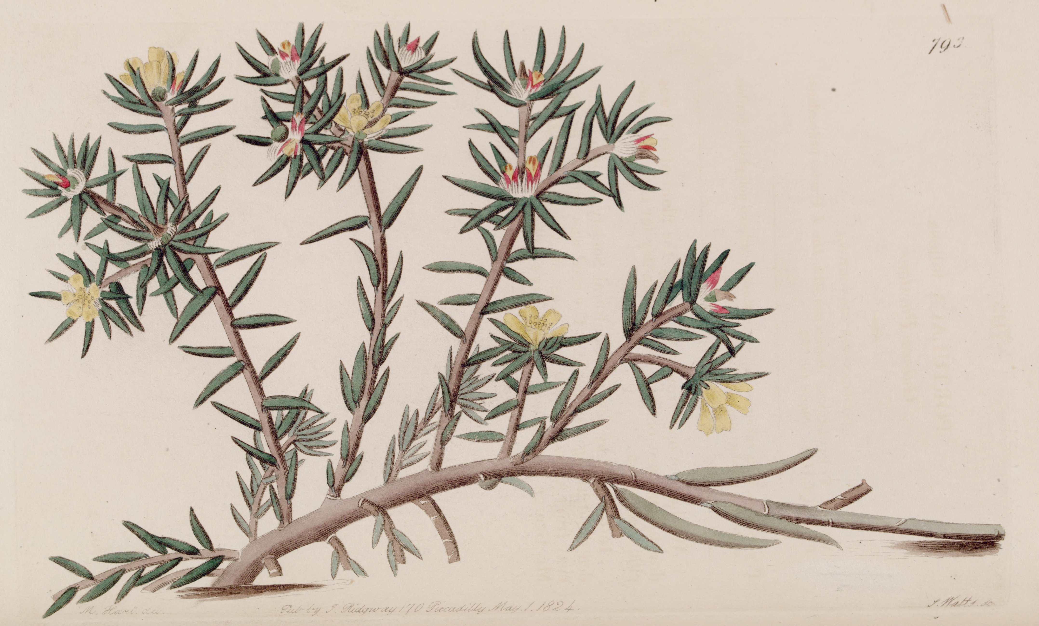 no full size  illustration available (3a)