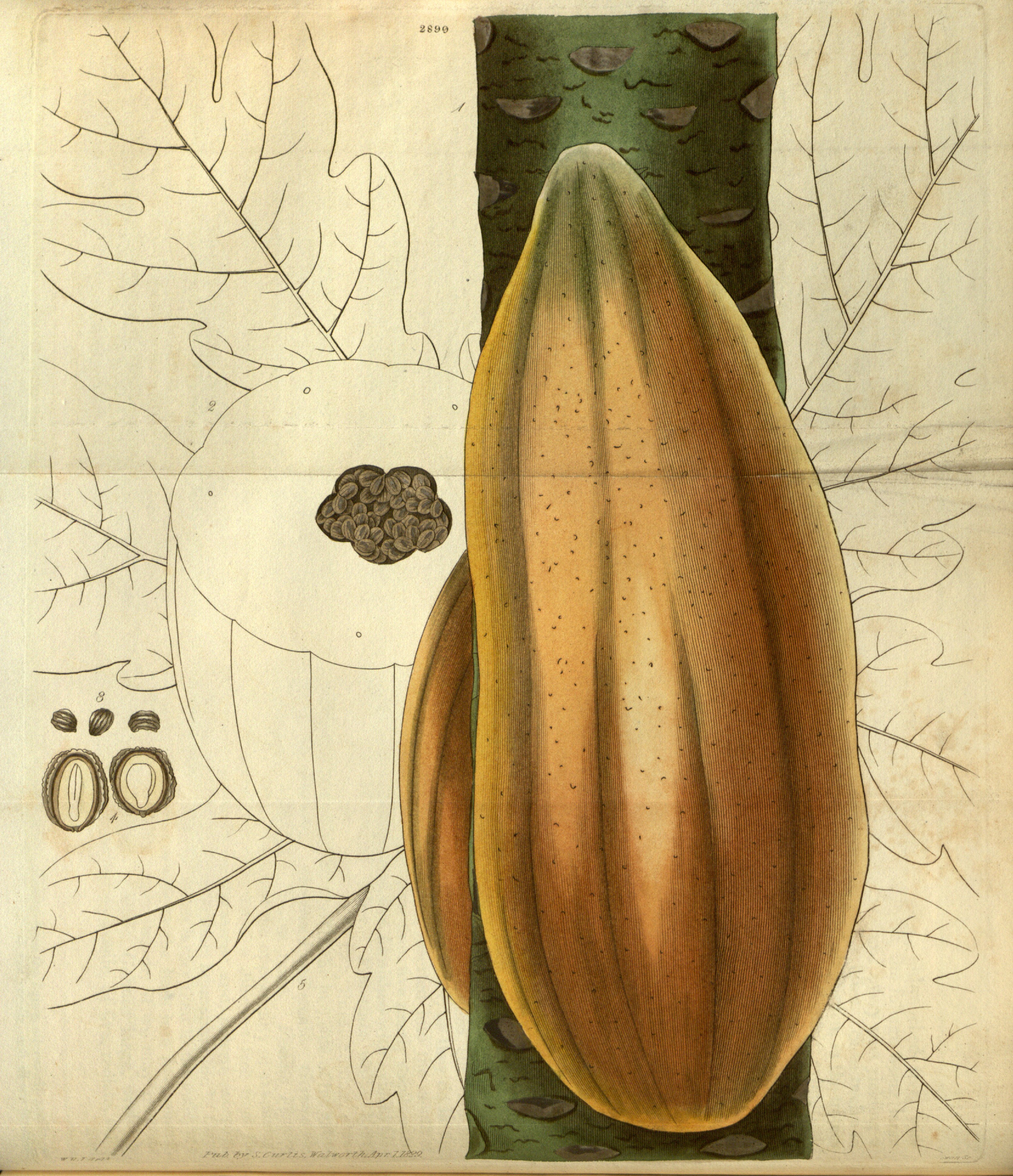 no full size  illustration available (3a)