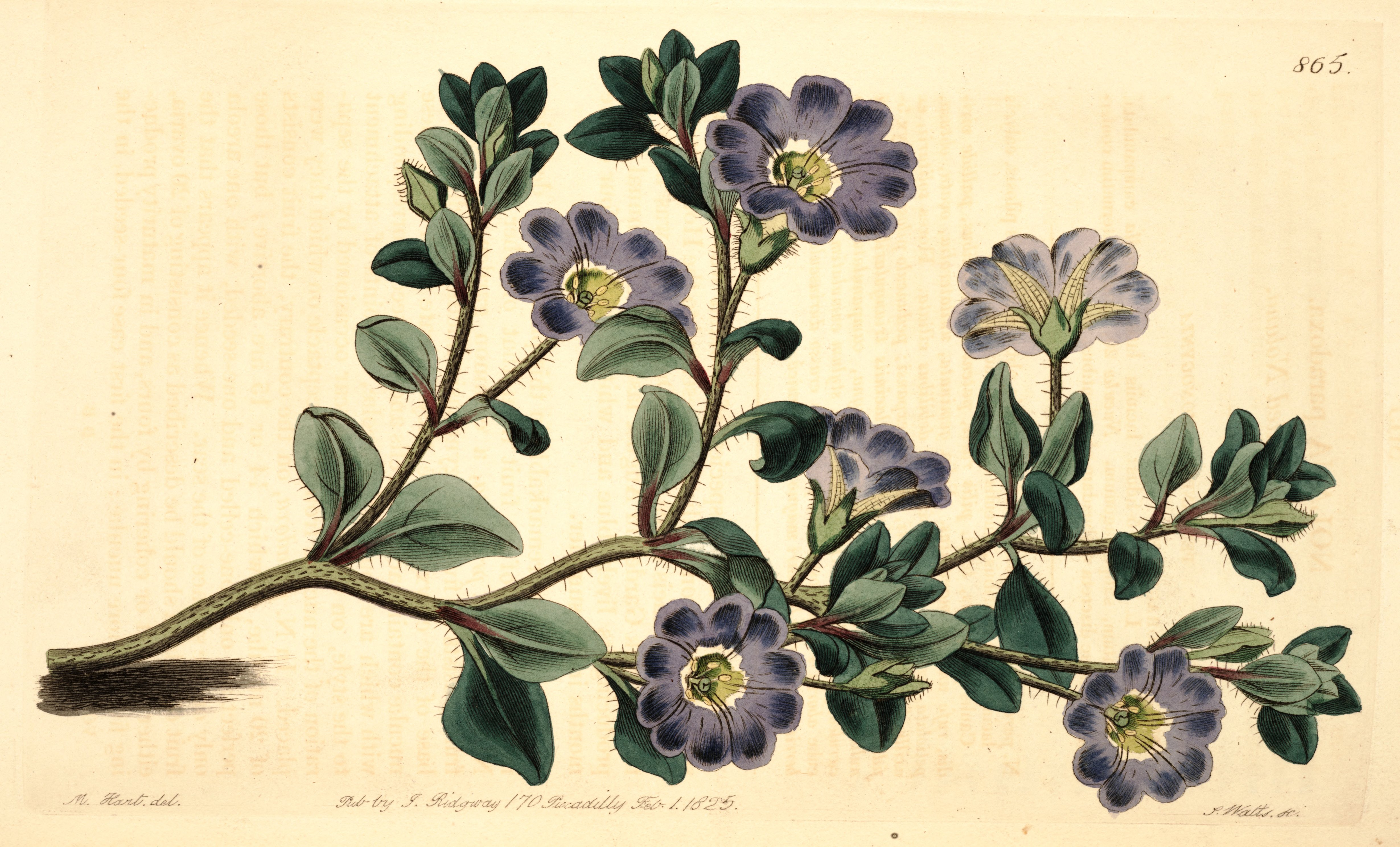 no full size  illustration available (3a)