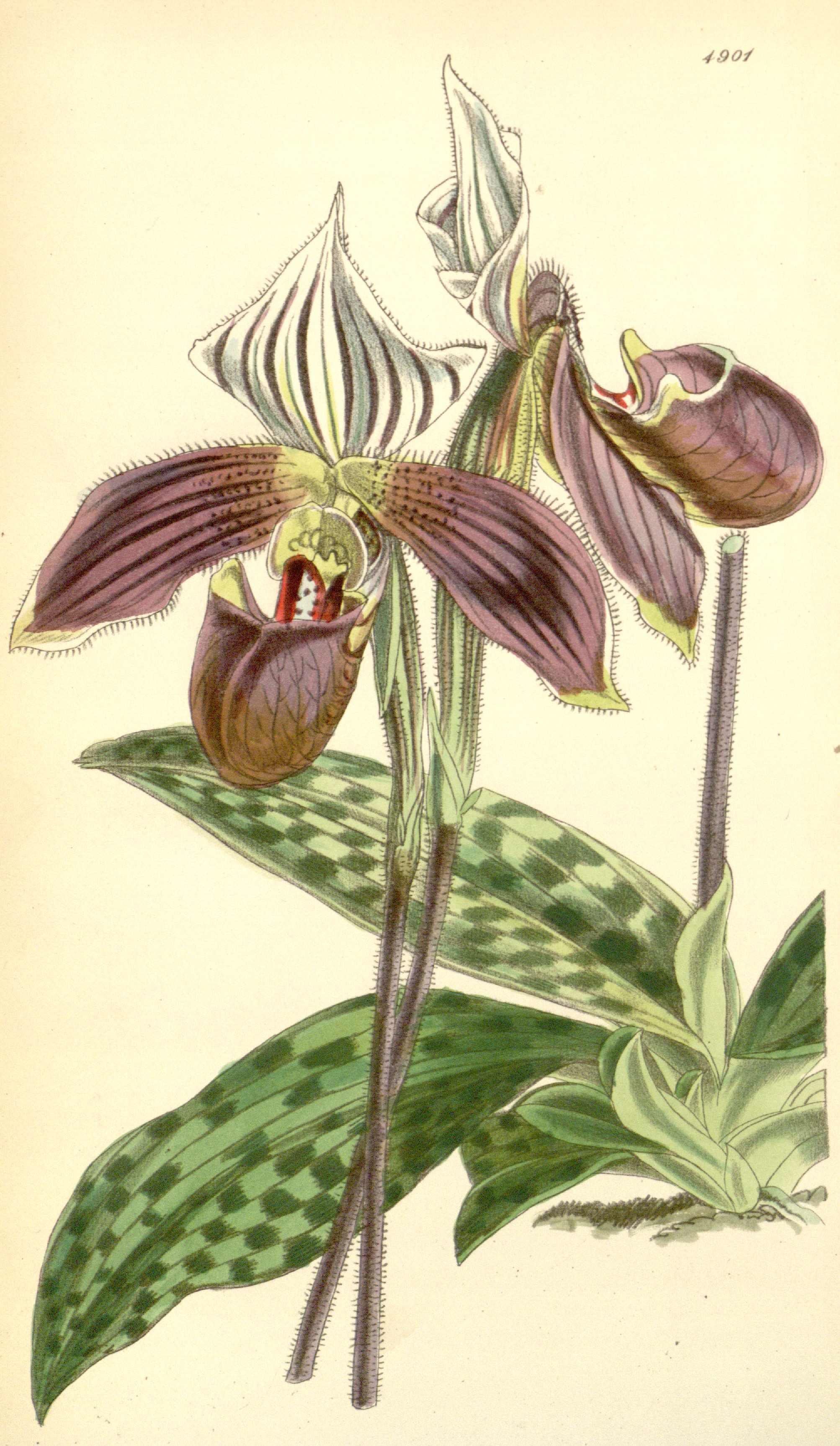 no full size  illustration available (3a)