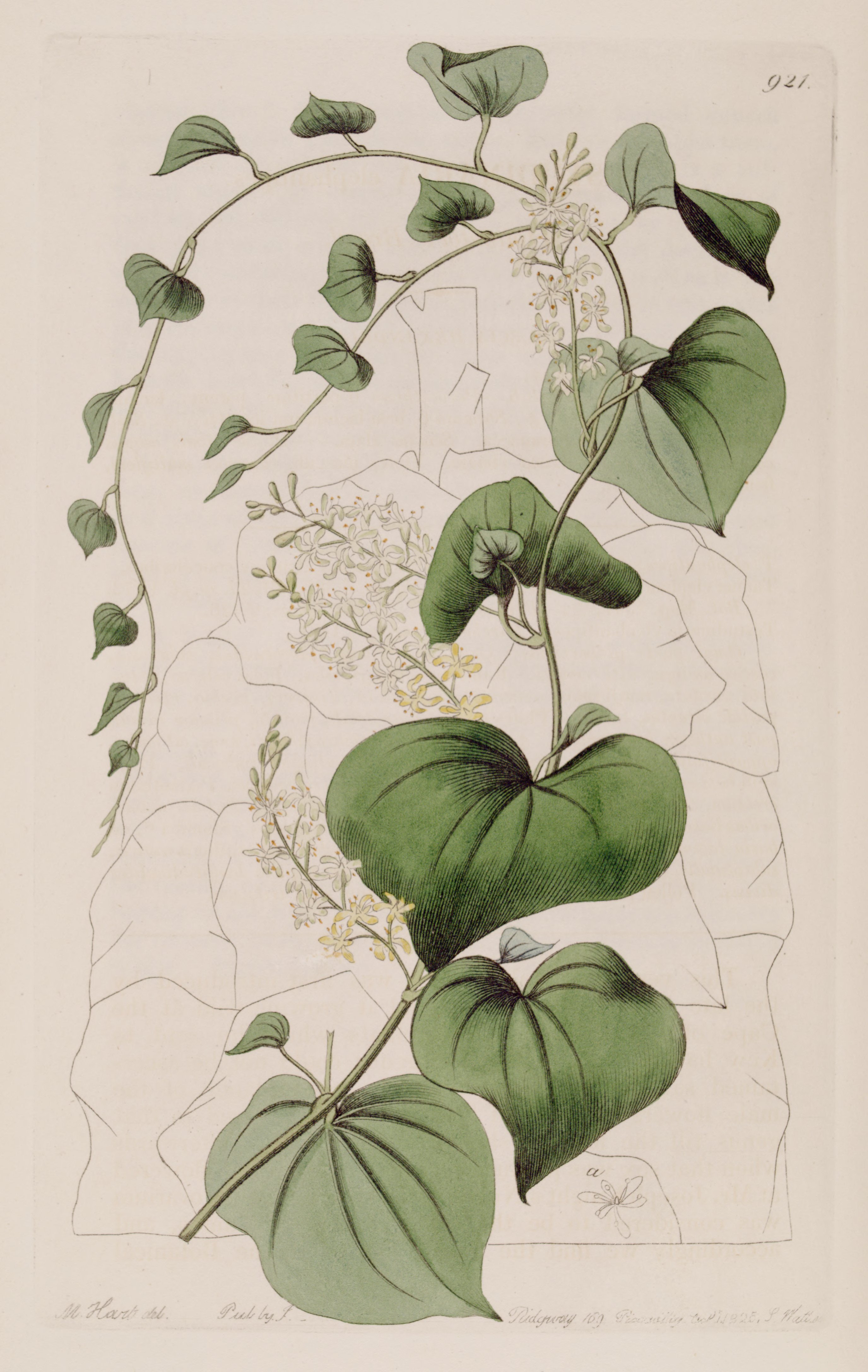 no full size  illustration available (3a)