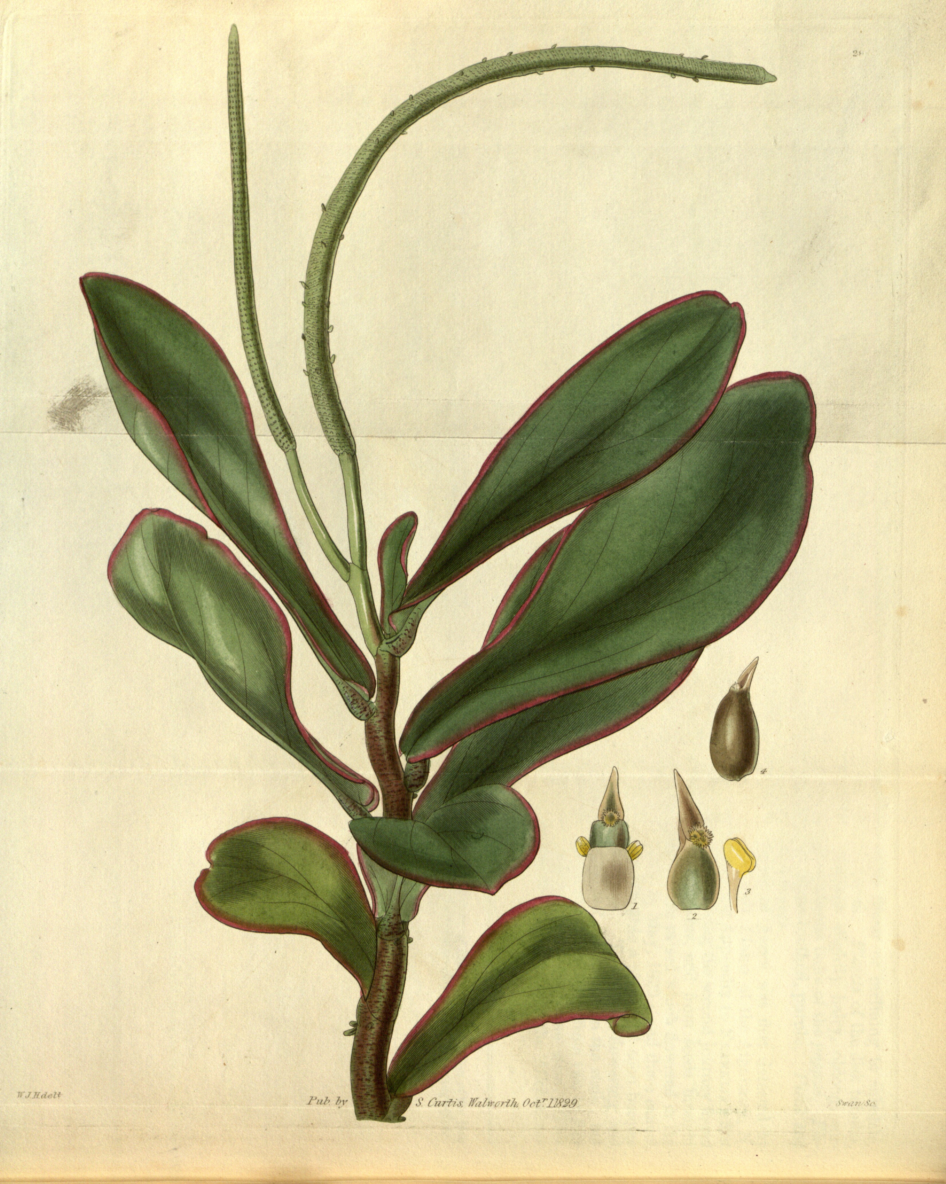 no full size  illustration available (3a)