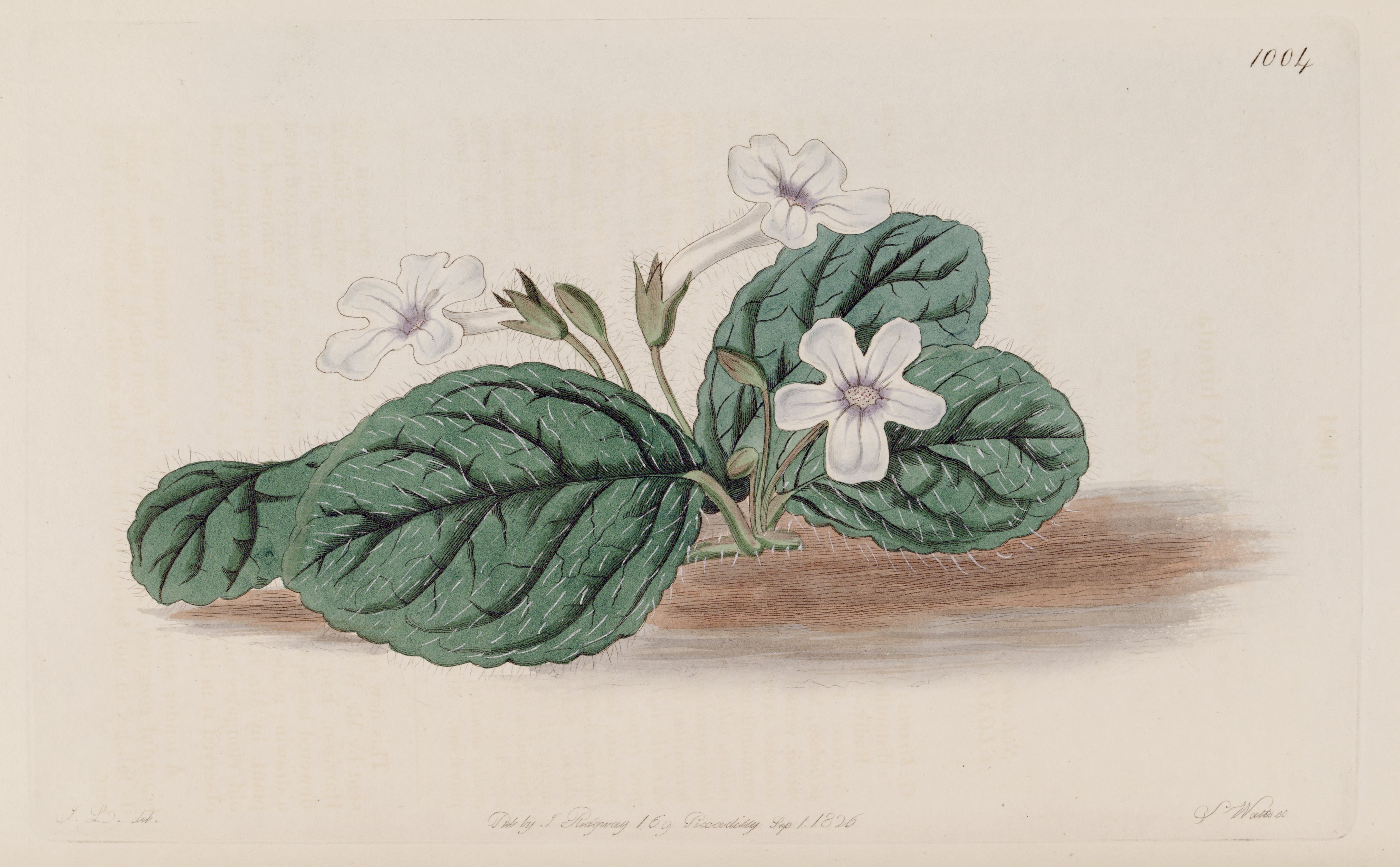 no full size  illustration available (3a)