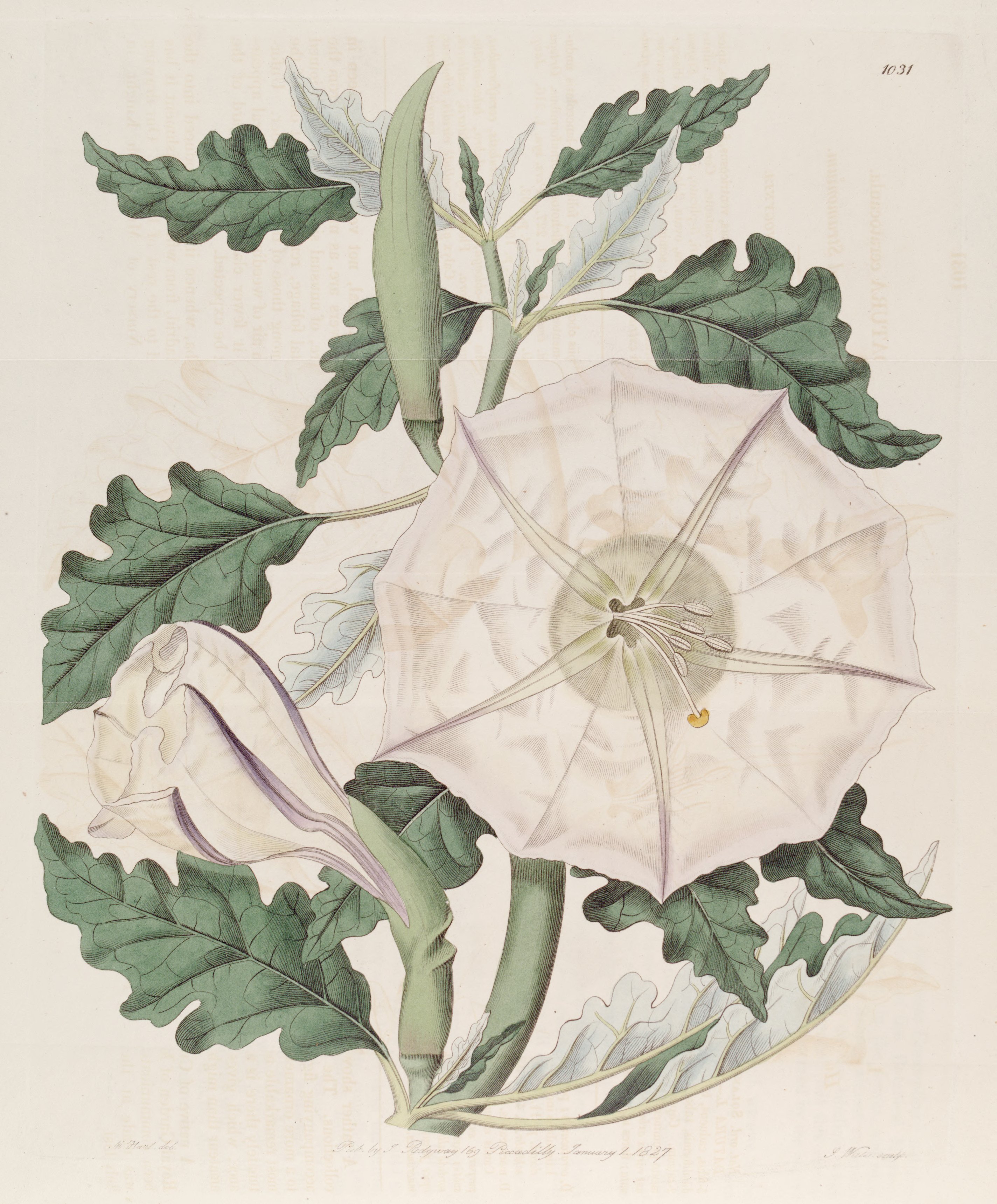 no full size  illustration available (3a)