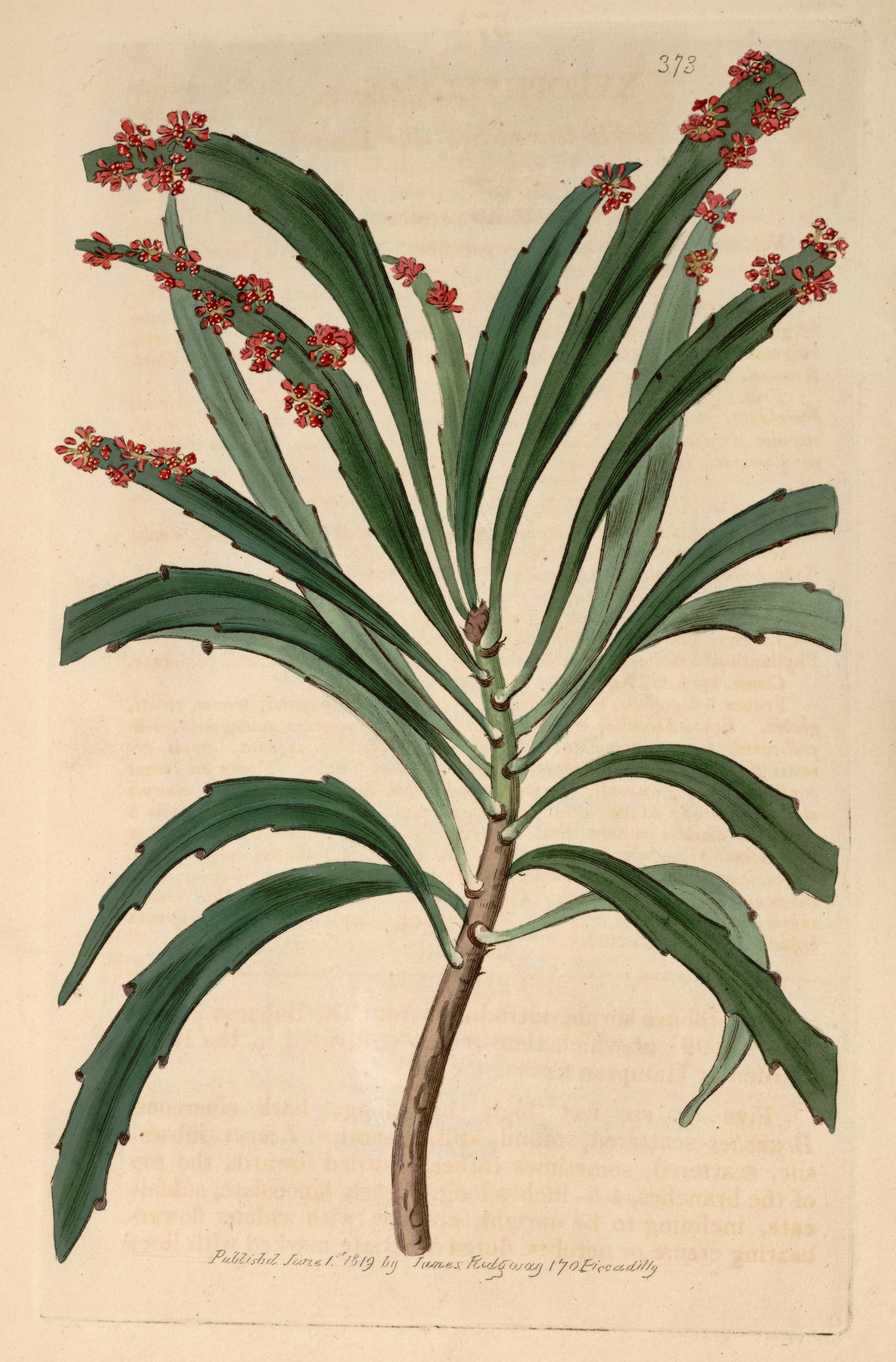 no full size  illustration available (3a)