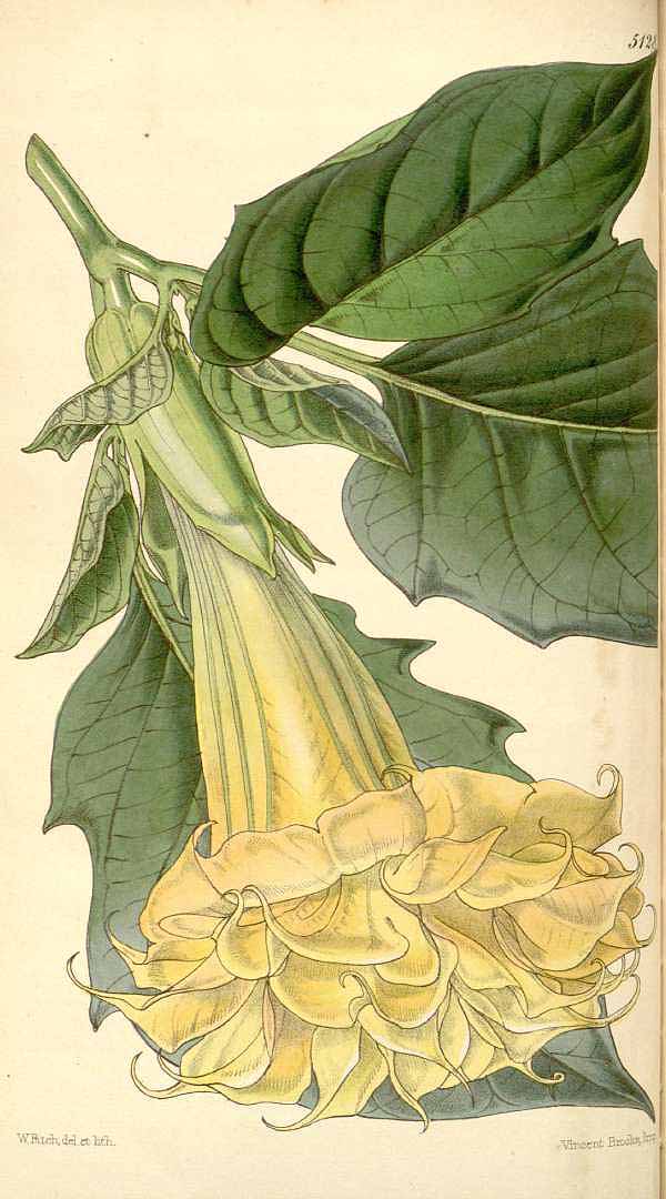 no HD illustration available (3)