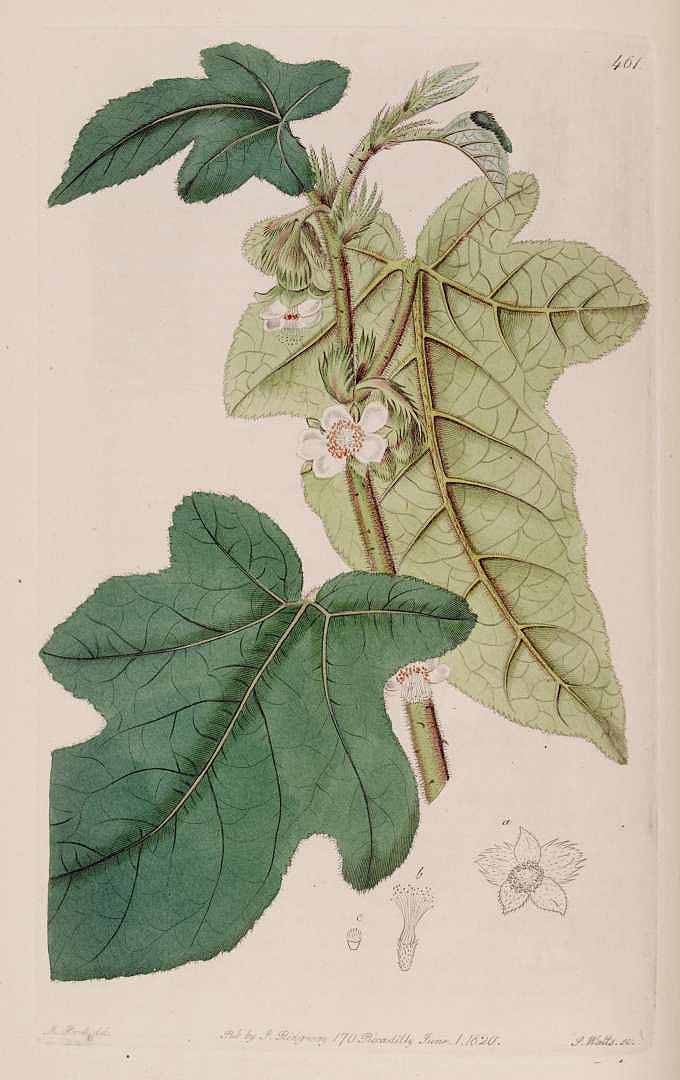 no HD illustration available (3)