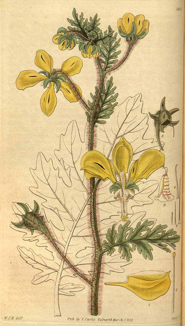 no HD illustration available (3)