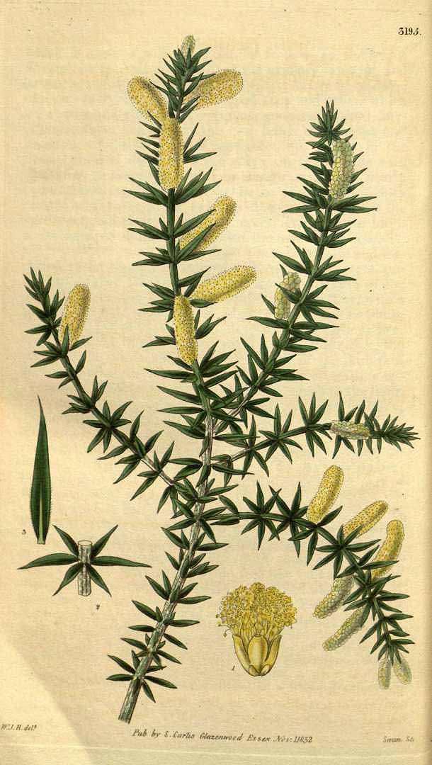 no HD illustration available (3)