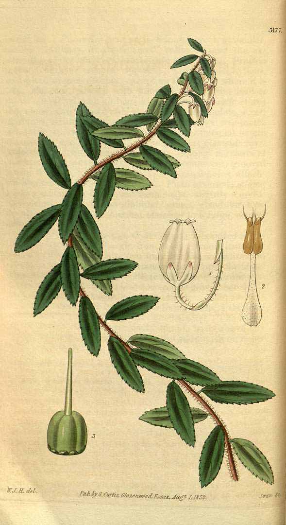 no HD illustration available (3)