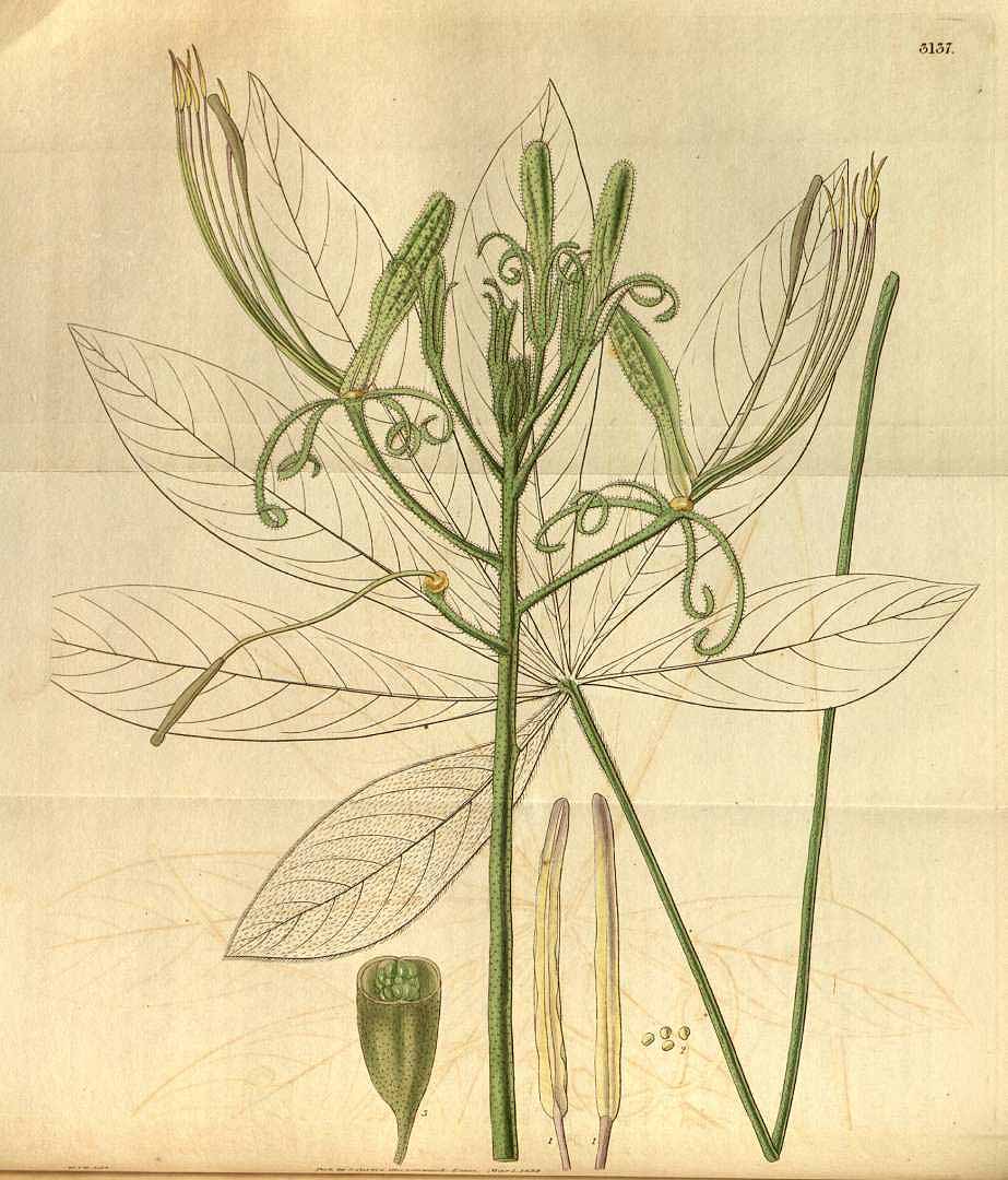 no HD illustration available (3)