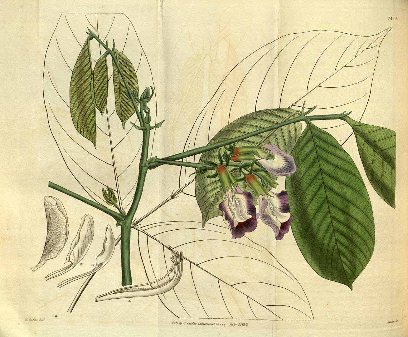 no HD illustration available (3)