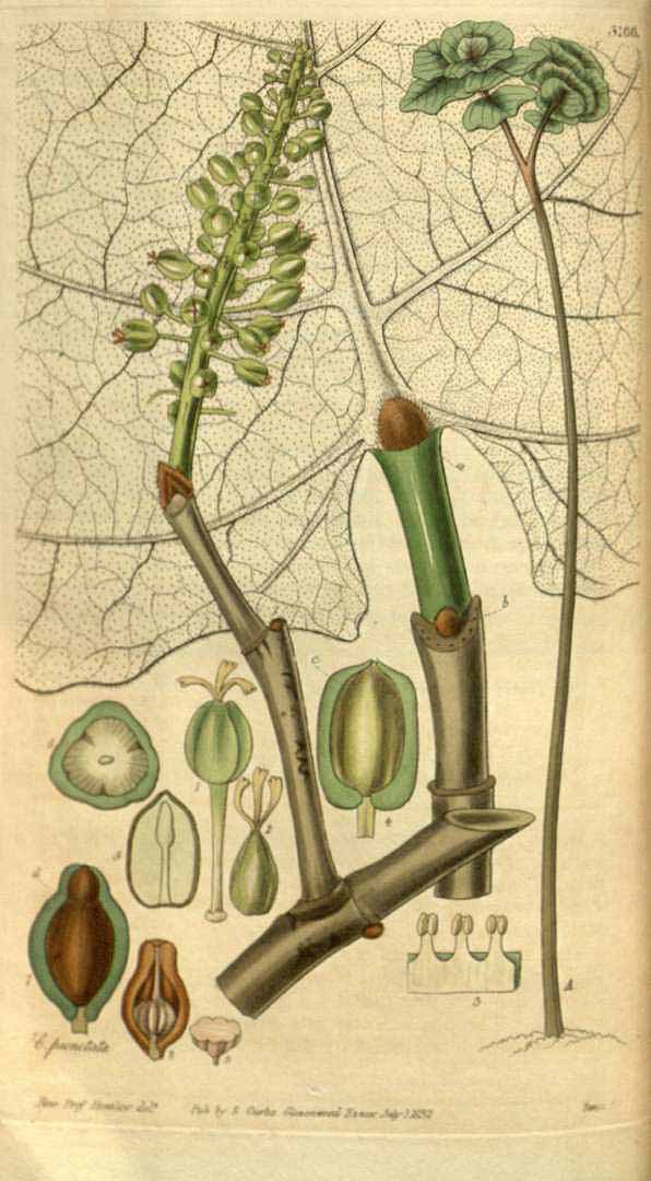 no HD illustration available (3)