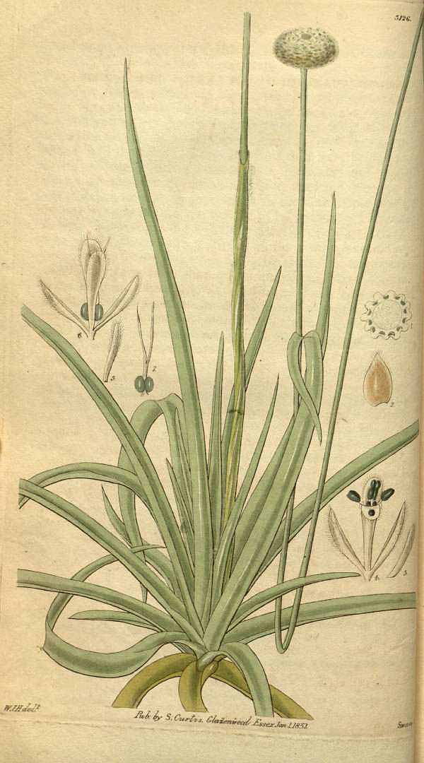 no HD illustration available (3)