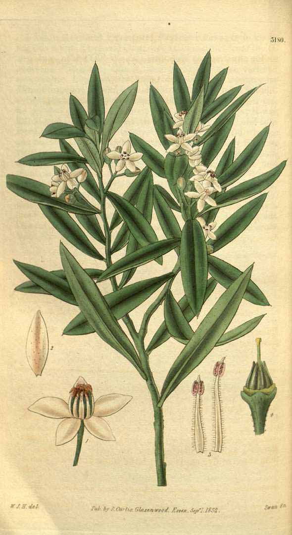 no HD illustration available (3)