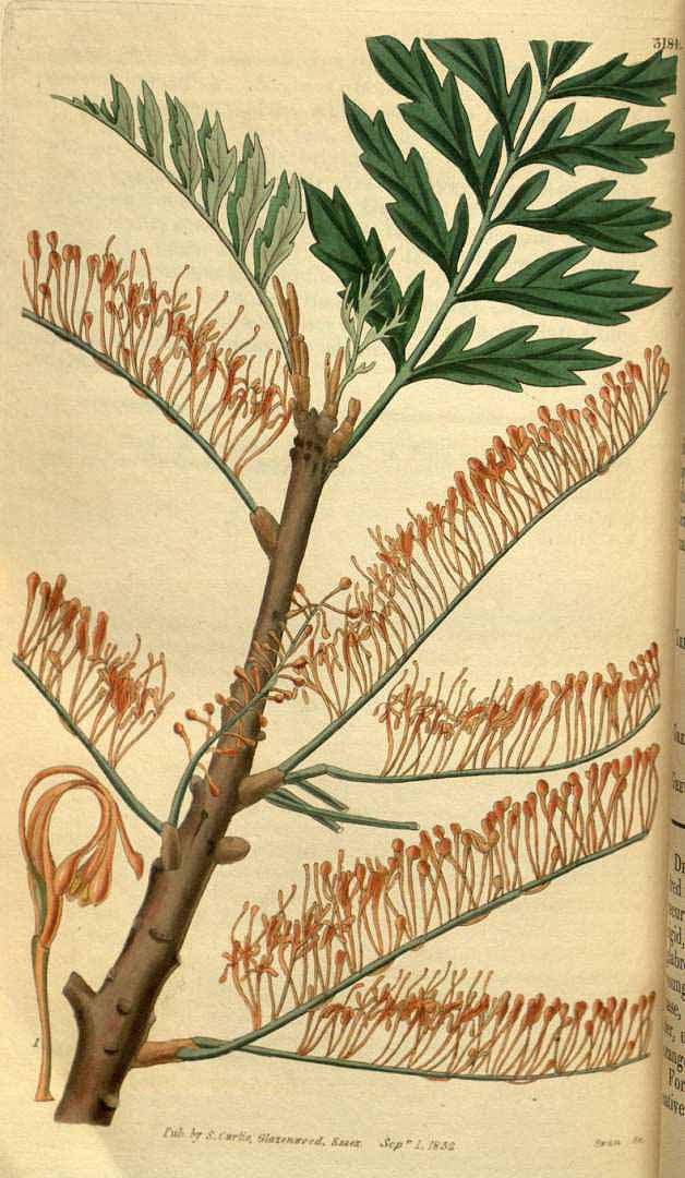 no HD illustration available (3)