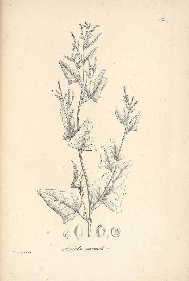 no HD illustration available (3)