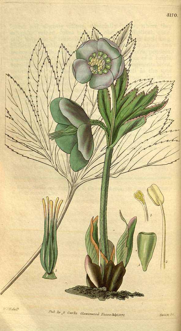 no HD illustration available (3)