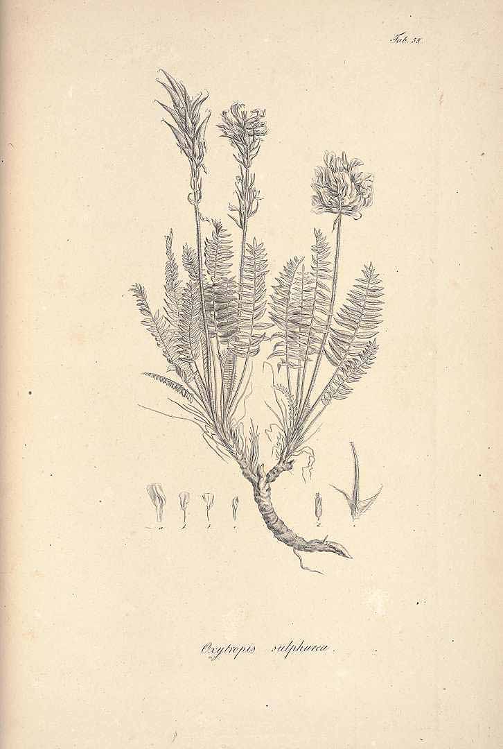 no HD illustration available (3)