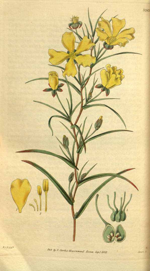 no HD illustration available (3)