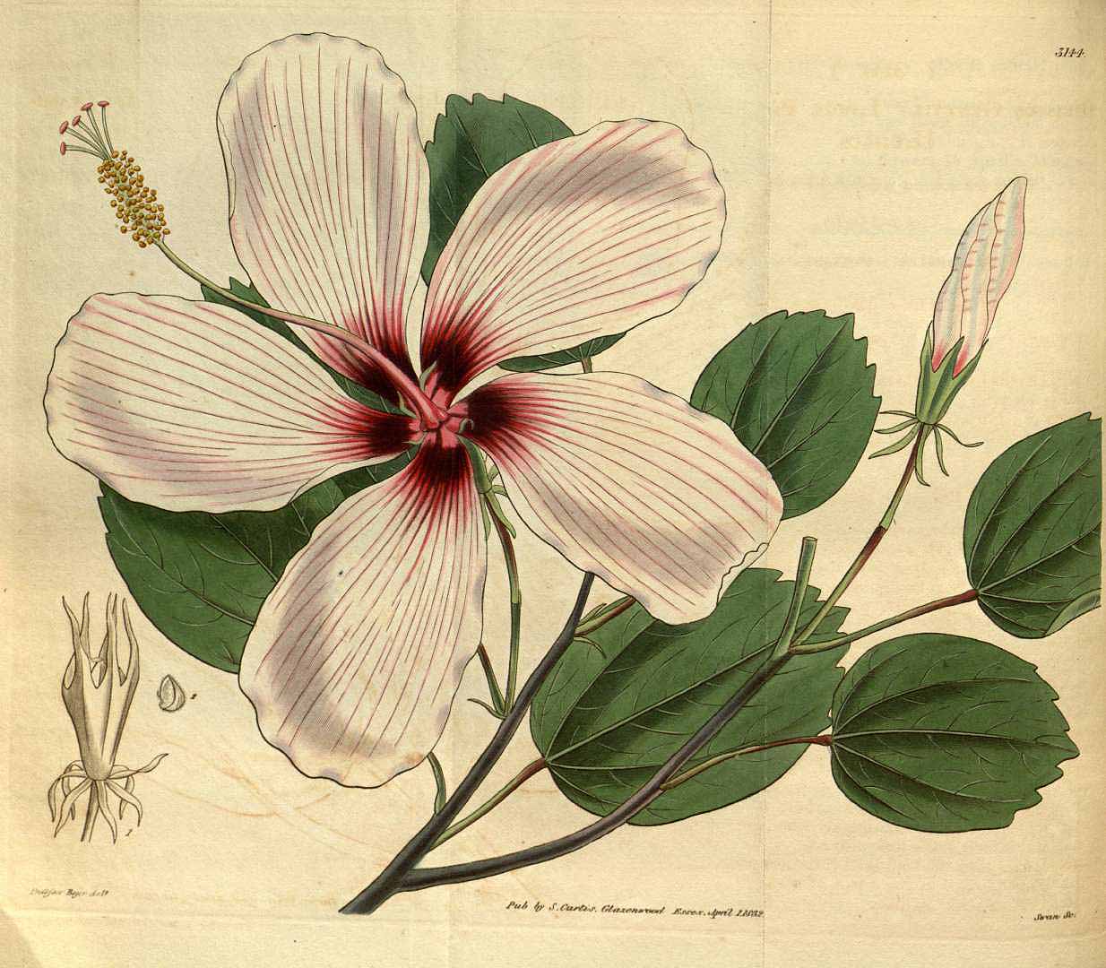 no HD illustration available (3)