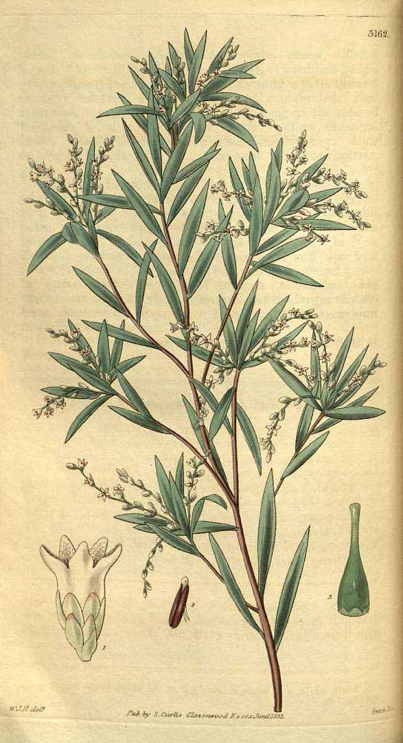 no HD illustration available (3)