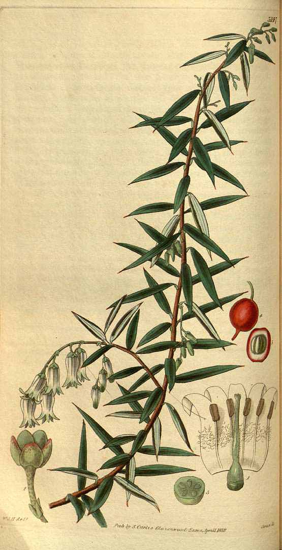 no HD illustration available (3)