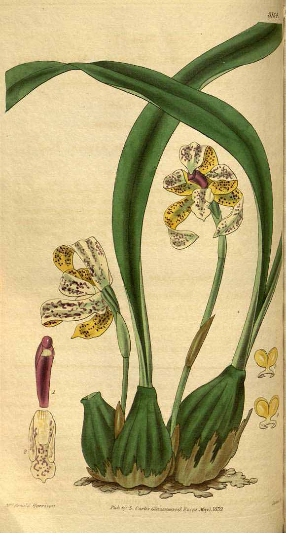 no HD illustration available (3)