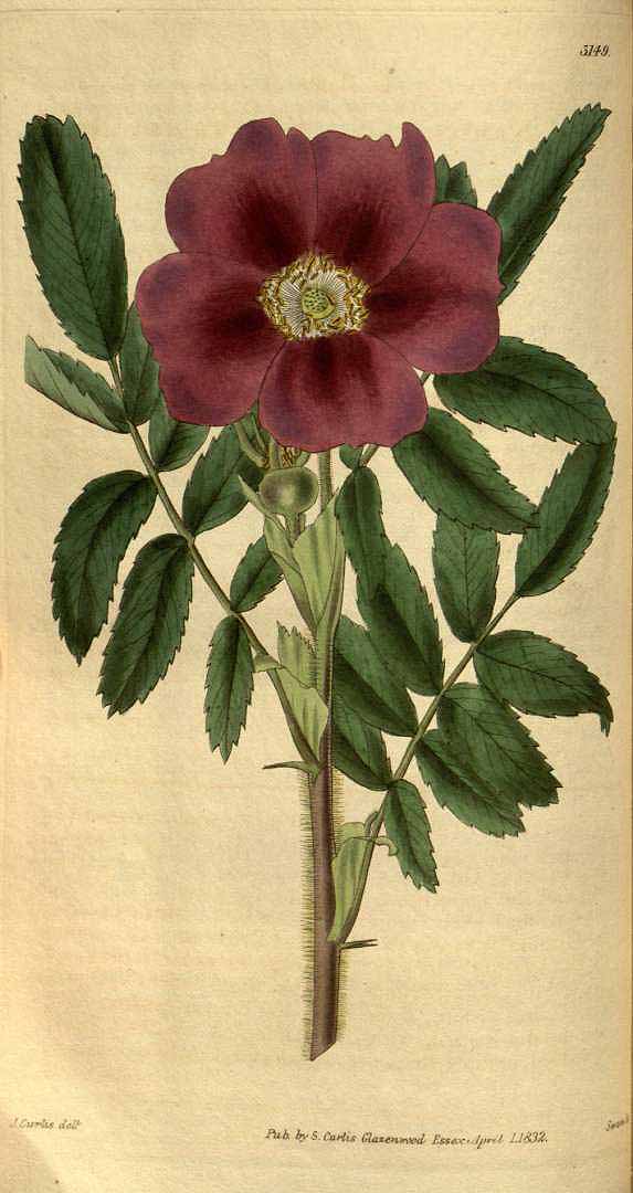 no HD illustration available (3)