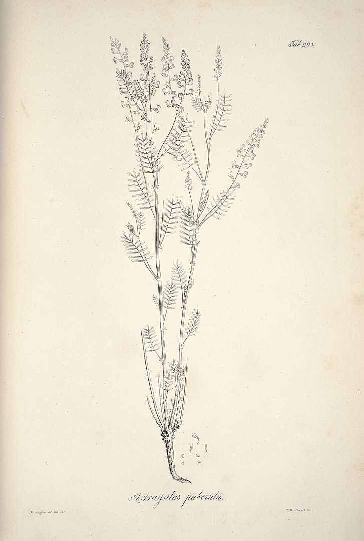 no HD illustration available (3)