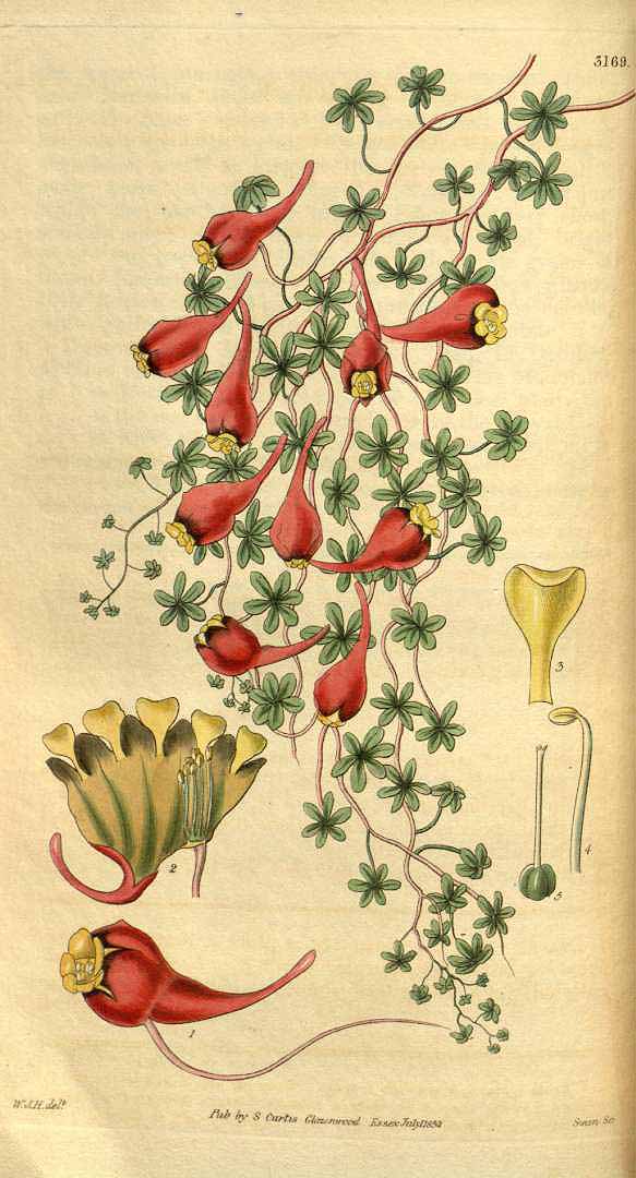 no HD illustration available (3)