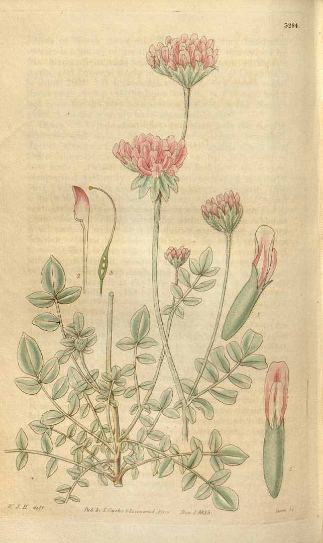 no HD illustration available (3)