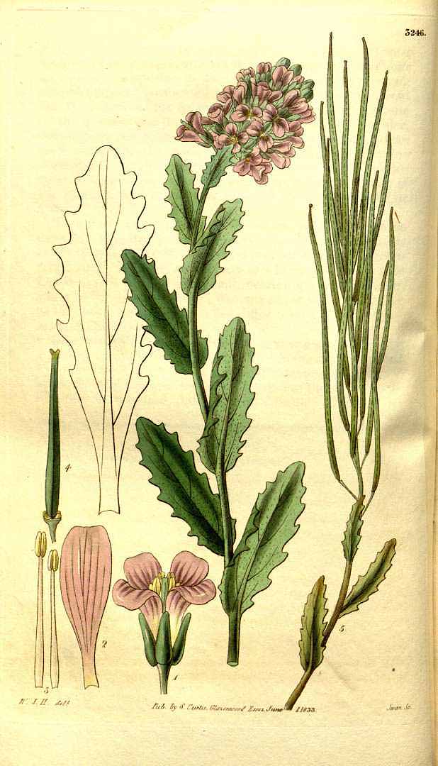 no HD illustration available (3)