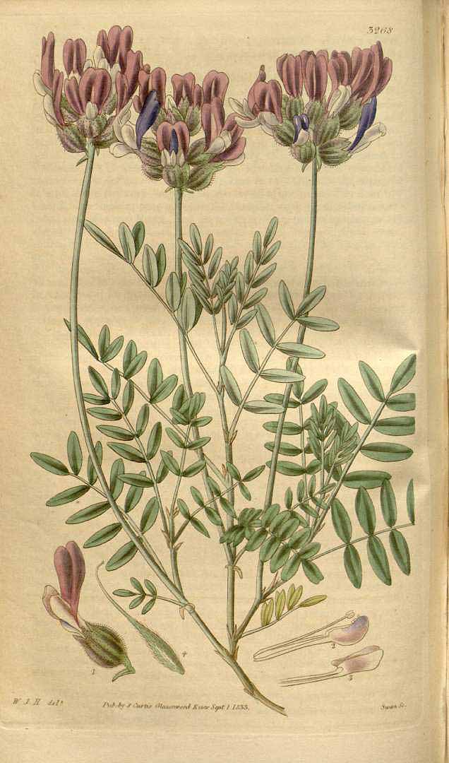 no HD illustration available (3)