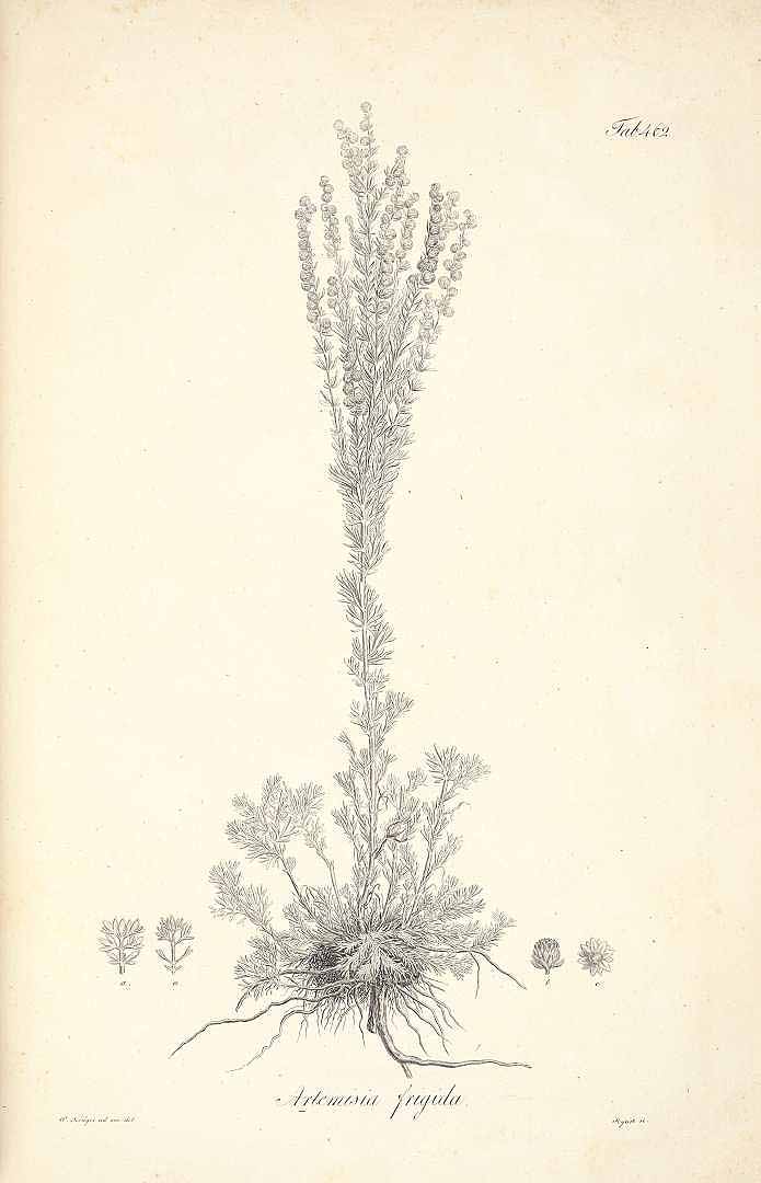 no HD illustration available (3)