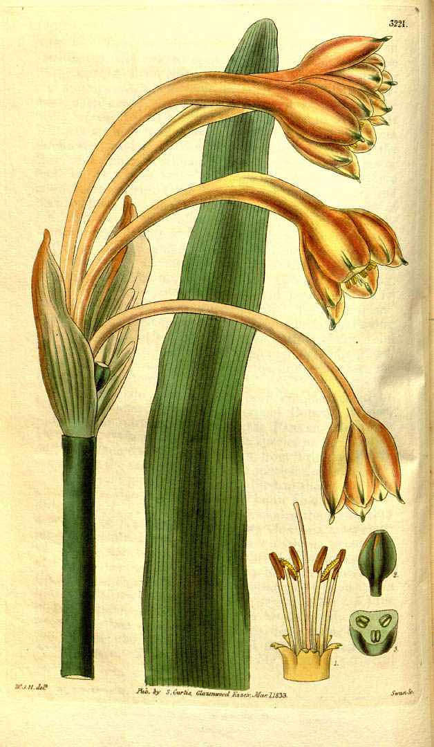 no HD illustration available (3)