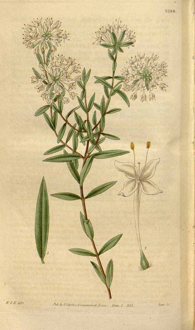 no HD illustration available (3)