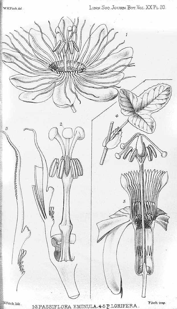 no HD illustration available (3)