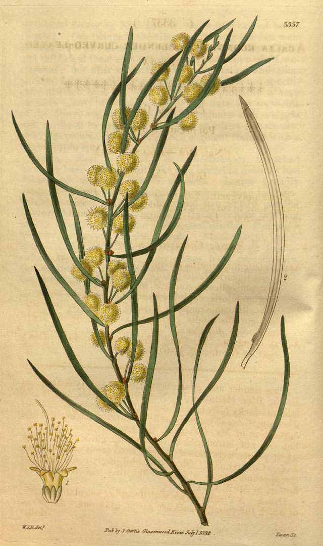 no HD illustration available (3)