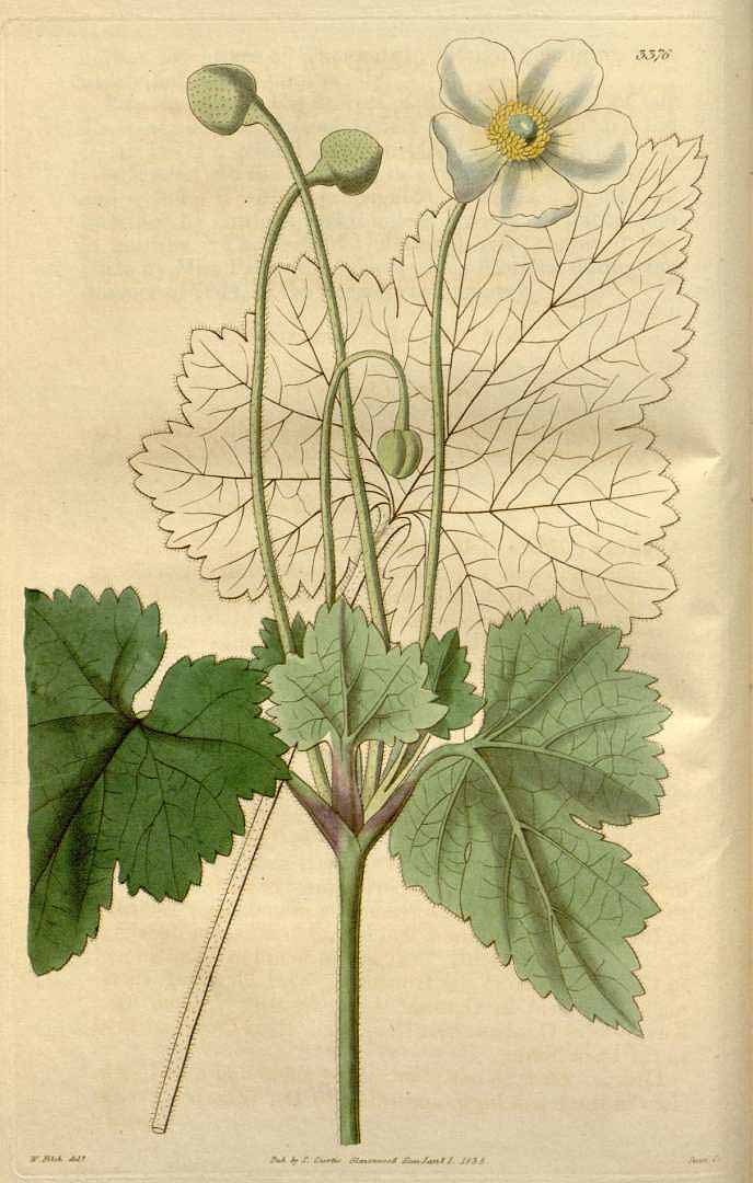 no HD illustration available (3)