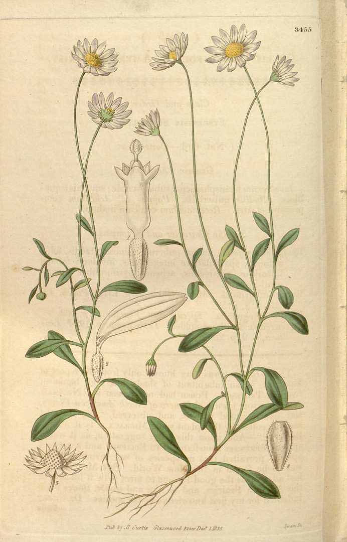 no HD illustration available (3)